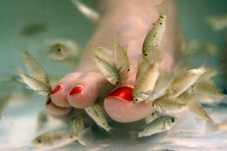 Fish Spa